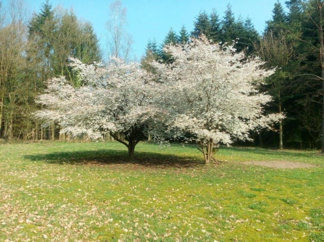 דירות Wiedenborstel Idyl מראה חיצוני תמונה